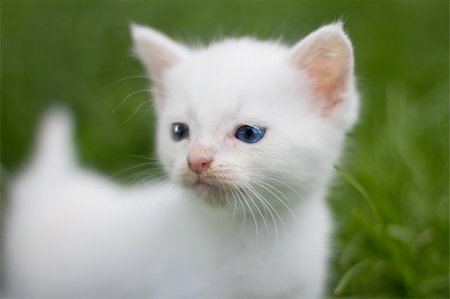 simsearch:400-05344203,k - White kitty in the garden Foto de stock - Super Valor sin royalties y Suscripción, Código: 400-04899724