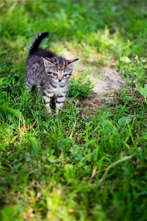 Kitty looking frighten on the loan Stock Photo - Budget Royalty-Free & Subscription, Code: 400-04899729