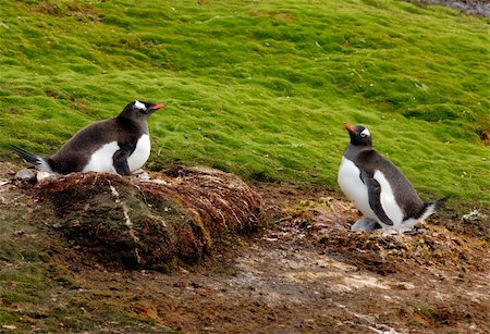 two penguins in the background of green Stock Photo - Budget Royalty-Free & Subscription, Code: 400-04899721