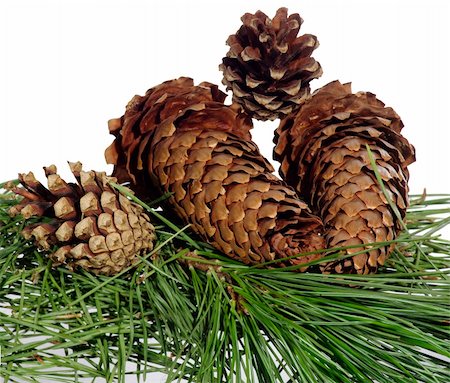four fir-cone isolated on white background Stock Photo - Budget Royalty-Free & Subscription, Code: 400-04899775