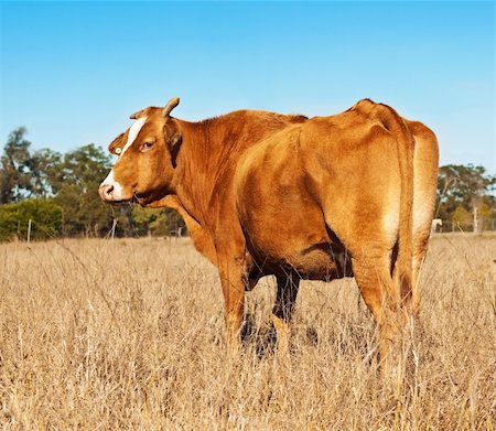 Rump end of brown cow in winter pasture paddock with blue cloudless sky Stock Photo - Budget Royalty-Free & Subscription, Code: 400-04899854