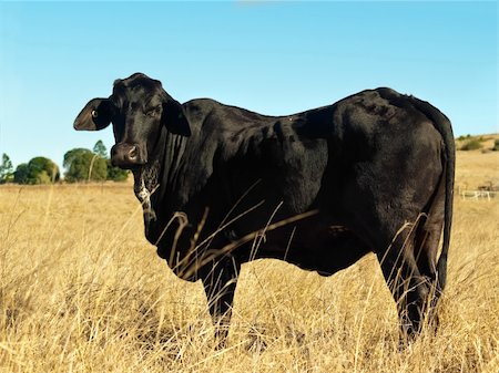 sherjaca (artist) - old black cow in dry Australian winter pasture Fotografie stock - Microstock e Abbonamento, Codice: 400-04899866