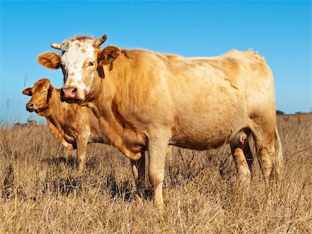 simsearch:400-04408448,k - Australian beef cattle in dry winter pasture with blue sky Stock Photo - Budget Royalty-Free & Subscription, Code: 400-04899867