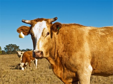 brown and white beef cattle Australian bred against blue sky Fotografie stock - Microstock e Abbonamento, Codice: 400-04899881