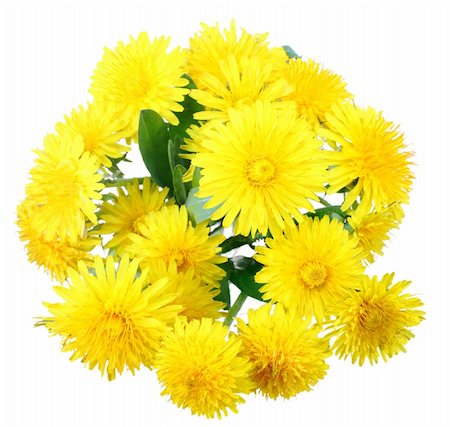 simsearch:400-06095720,k - Bouquet of yellow flowers of dandelion isolated on white background. Close-up. Studio photography. Stock Photo - Budget Royalty-Free & Subscription, Code: 400-04899999