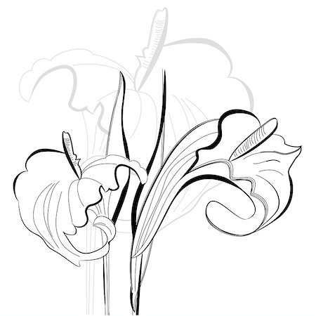 Monochrome illustration calla lilies flowers Photographie de stock - Aubaine LD & Abonnement, Code: 400-04890438