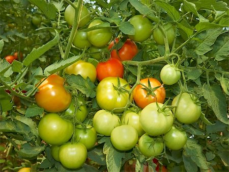 Big bunch with green and red tomatoes growing in the greenhouse Stock Photo - Budget Royalty-Free & Subscription, Code: 400-04890517