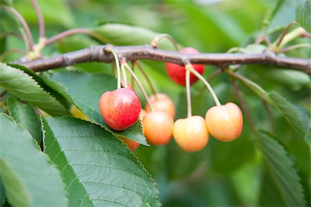 simsearch:400-05382337,k - Cherries on a branch Stock Photo - Budget Royalty-Free & Subscription, Code: 400-04890936