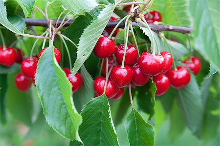 simsearch:400-08070445,k - Cherries on a branch Stock Photo - Budget Royalty-Free & Subscription, Code: 400-04890938