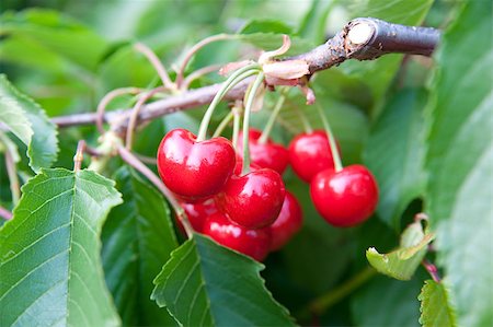 simsearch:400-05382337,k - Cherries on a branch Stock Photo - Budget Royalty-Free & Subscription, Code: 400-04890943