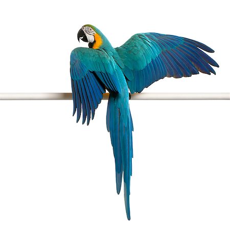 Blue and Yellow Macaw, Ara Ararauna, perched on pole in front of white background Photographie de stock - Aubaine LD & Abonnement, Code: 400-04890975