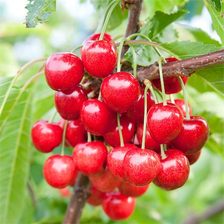 simsearch:400-08070445,k - Cherries on a branch Stock Photo - Budget Royalty-Free & Subscription, Code: 400-04891011