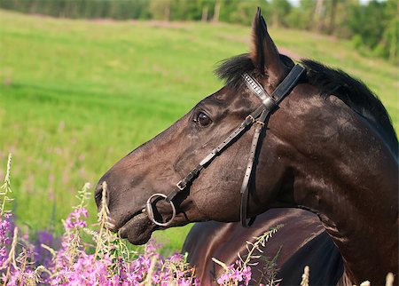 portrait of nice  black stallion  outdoor sunny evening Foto de stock - Super Valor sin royalties y Suscripción, Código: 400-04891037