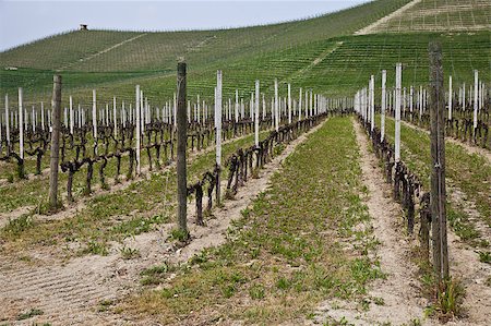 simsearch:400-05280468,k - Barbera vineyard during spring season, Monferrato area, Piedmont region, Italy Stock Photo - Budget Royalty-Free & Subscription, Code: 400-04891077