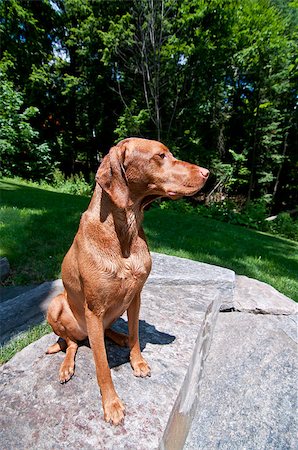 pointer dogs sitting - A purebred Hungarian Vizsa dog sit on a stone step in front of some green trees. Stock Photo - Budget Royalty-Free & Subscription, Code: 400-04891152