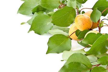 rawlik (artist) - branch with apricots isolated on white background Stockbilder - Microstock & Abonnement, Bildnummer: 400-04891459