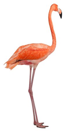 American Flamingo, Phoenicopterus ruber, 10 years old, standing in front of white background Photographie de stock - Aubaine LD & Abonnement, Code: 400-04891578