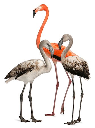 Greater Flamingo, Phoenicopterus roseus, 8 months old, and American Flamingo, Phoenicopterus ruber, 10 years old, in front of white background Photographie de stock - Aubaine LD & Abonnement, Code: 400-04891594