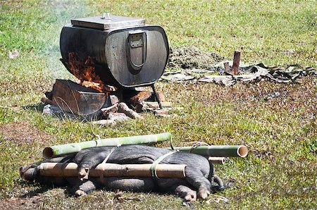 Traditional Tana Toraja animal sacrifice in funeral ceremony, Sulawasi Indonesia Stock Photo - Budget Royalty-Free & Subscription, Code: 400-04891628