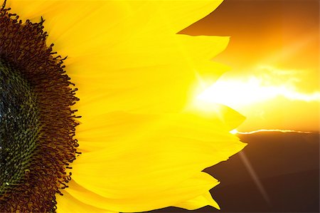 Sunflower closeup and sunset lighting Foto de stock - Royalty-Free Super Valor e Assinatura, Número: 400-04891887
