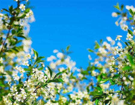 simsearch:400-04778886,k - The frame of the cherry blossoms against the blue sky Fotografie stock - Microstock e Abbonamento, Codice: 400-04892290