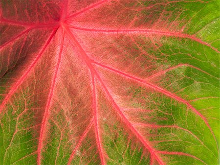 Close-up of a colorful green and pink leaf with veins making beautiful natural pattern Stock Photo - Budget Royalty-Free & Subscription, Code: 400-04892402