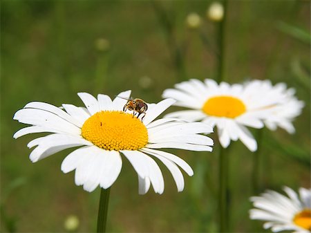 simsearch:400-08555878,k - concept of sunny spring with flowers and bee Stock Photo - Budget Royalty-Free & Subscription, Code: 400-04892539