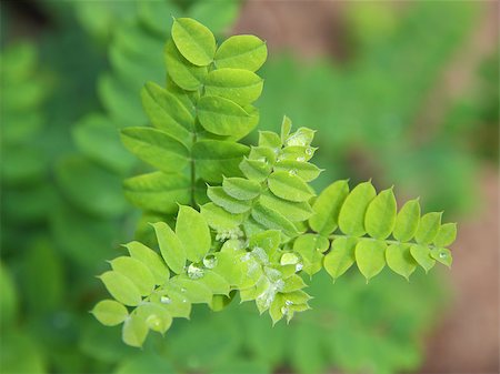 simsearch:400-04742897,k - Close up of water drops on fresh green leaves. Foto de stock - Super Valor sin royalties y Suscripción, Código: 400-04892540