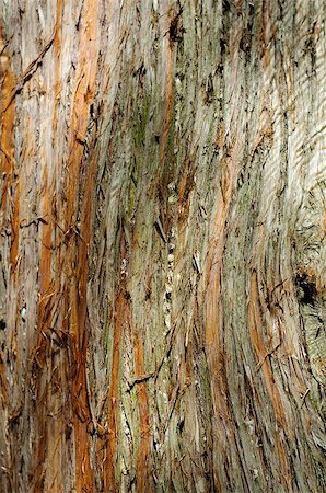 Close-up view of detailed tree bark Foto de stock - Super Valor sin royalties y Suscripción, Código: 400-04892657