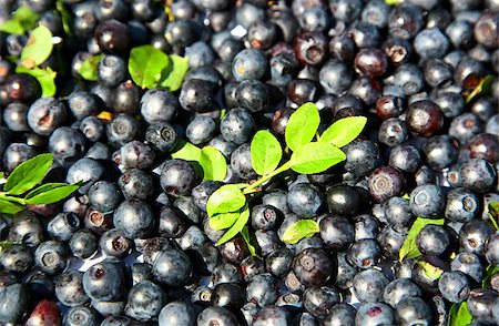 simsearch:400-04287445,k - Fresh blueberries background Stockbilder - Microstock & Abonnement, Bildnummer: 400-04892652