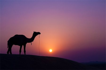 simsearch:630-03482216,k - Desert landscape with camel at sunset Foto de stock - Super Valor sin royalties y Suscripción, Código: 400-04892822