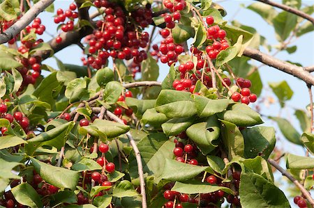 simsearch:400-08070445,k - red Viburnum Stock Photo - Budget Royalty-Free & Subscription, Code: 400-04892995