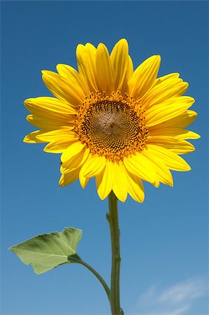 pic of one sunflower and stem - single sunflower on blue sky Stock Photo - Budget Royalty-Free & Subscription, Code: 400-04892992