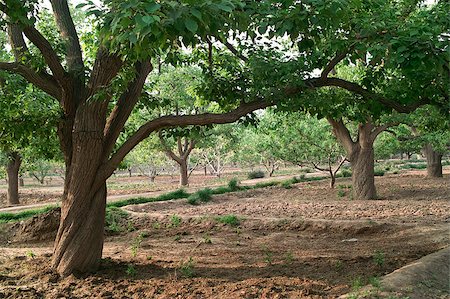 raywoo (artist) - Pear trees in the orchard Fotografie stock - Microstock e Abbonamento, Codice: 400-04893004