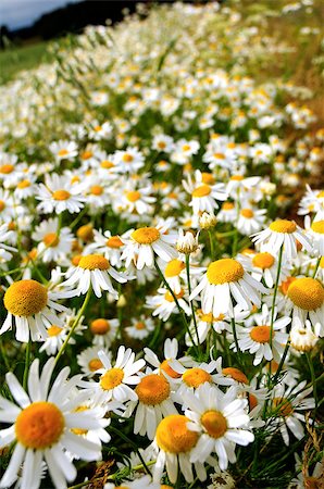 simsearch:400-04830667,k - Roman Camomile flowering in the field in summer Photographie de stock - Aubaine LD & Abonnement, Code: 400-04893033