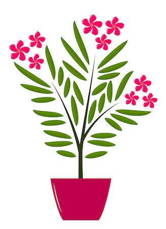 rose bay - vector oleander in pot on white background, Adobe Illustrator 8 format Foto de stock - Royalty-Free Super Valor e Assinatura, Número: 400-04893089