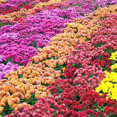 simsearch:400-06633565,k - Autumn varicoloured chrysanthemum flower bad (striped background) Fotografie stock - Microstock e Abbonamento, Codice: 400-04893290