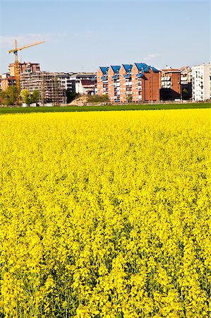 Field of yellow flowers in spring season close to the border of the city Stock Photo - Budget Royalty-Free & Subscription, Code: 400-04893324