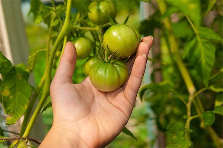 green tomatoes on the palm in garden Stock Photo - Budget Royalty-Free & Subscription, Code: 400-04893386