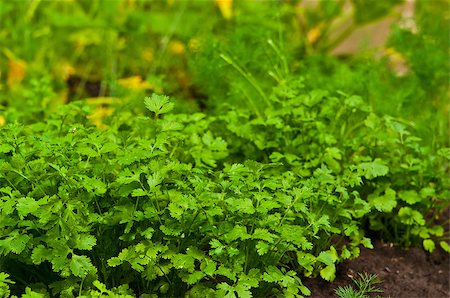 spice gardens - Parsley growing in an outdoor garden. Fresh and green. Stock Photo - Budget Royalty-Free & Subscription, Code: 400-04893382