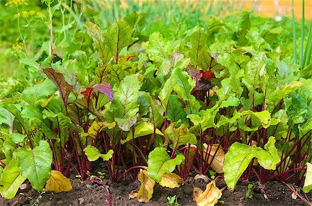 simsearch:400-08552542,k - Red beetroot in the garden on the sunny day Stock Photo - Budget Royalty-Free & Subscription, Code: 400-04893383