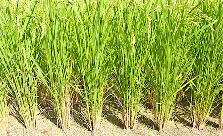 rice harvesting in japan - Detail of a green rice field in Japan Stock Photo - Budget Royalty-Free & Subscription, Code: 400-04893416