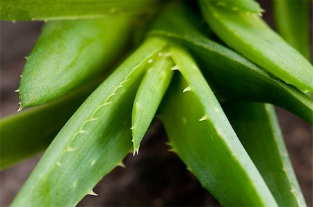 Aloe vera - herbal medicine Stock Photo - Budget Royalty-Free & Subscription, Code: 400-04893465