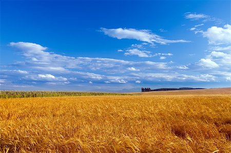 simsearch:400-04490325,k - Summer landscape with wheat field and blue sky Foto de stock - Super Valor sin royalties y Suscripción, Código: 400-04893546