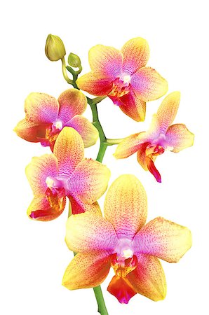 simsearch:400-04806771,k - Pink and yellow orchid isolated on white background Stockbilder - Microstock & Abonnement, Bildnummer: 400-04893700