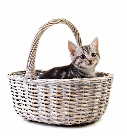 simsearch:400-04904022,k - Adorable little kitten in basket on white background with space for text Stockbilder - Microstock & Abonnement, Bildnummer: 400-04904024