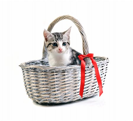 simsearch:400-04904022,k - Adorable little kitten in basket on white background with space for text Stockbilder - Microstock & Abonnement, Bildnummer: 400-04904025