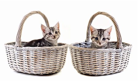 simsearch:400-04904022,k - Adorable little kittens in baskets on white background with space for text Stockbilder - Microstock & Abonnement, Bildnummer: 400-04904022