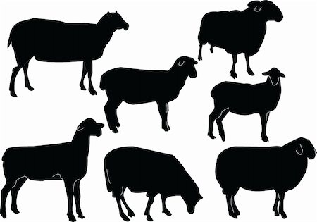 ewe - folds collection - vector Stock Photo - Budget Royalty-Free & Subscription, Code: 400-04904123
