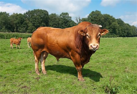 very impressive limousine bull in a dutch meadow Stock Photo - Budget Royalty-Free & Subscription, Code: 400-04904149